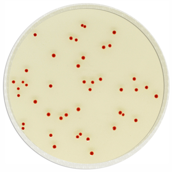 [201385] CHROMagar™ Campylobacter, 20 paruoštų naudoti lėkštelių