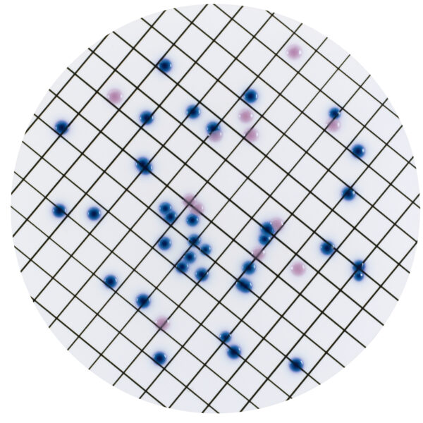 CHROMagar™ CCA, 20 ready-to-use plates
