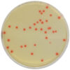 CHROMagar™ C.perfringens, 20 ready-to-use plates