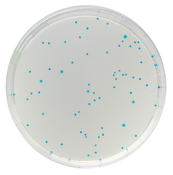 CHROMagar™ E.coli, 20 ready-to-use plates
