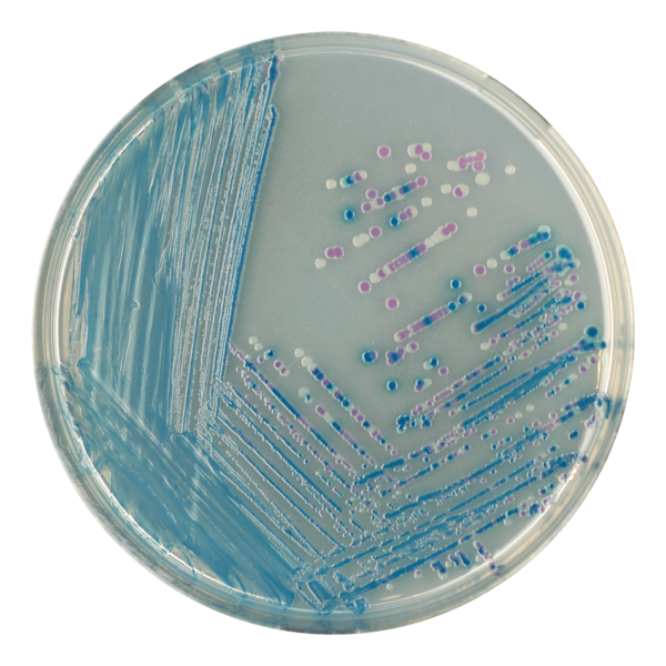 [201430] CHROMagar™ E. coli O157, 20 kasutusvalmis tassi