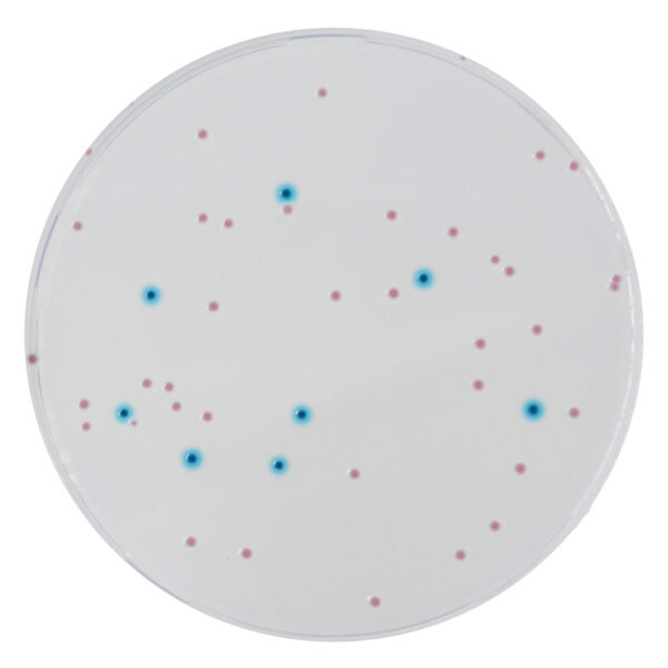 CHROMagar™ Enterobacteria, 20 ready-to-use plates