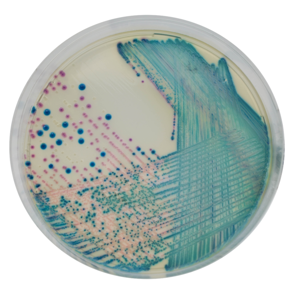 [201471] CHROMagar™ KPC, 20 kasutusvalmis tassi