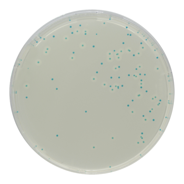 [201440] CHROMagar™ Listeria, 20 kasutusvalmis tassi