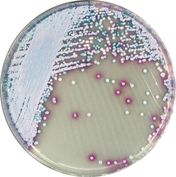 CHROMagar™ Malassezia, 20 ready-to-use plates