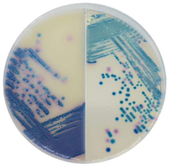 [202034] CHROMagar™ Mastitis GP / GN, 20 dviejų kamerų lėkštelių