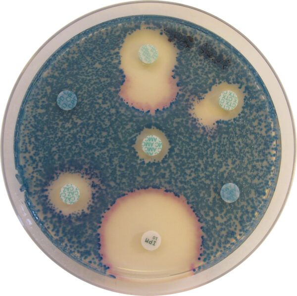 [201414] CHROMagar™ MH-Orientation, 20 ready-to-use plates