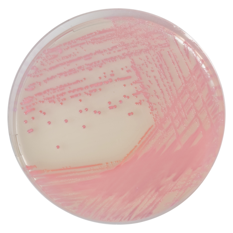 CHROMagar™ MRSA, 20 ready-to-use plates