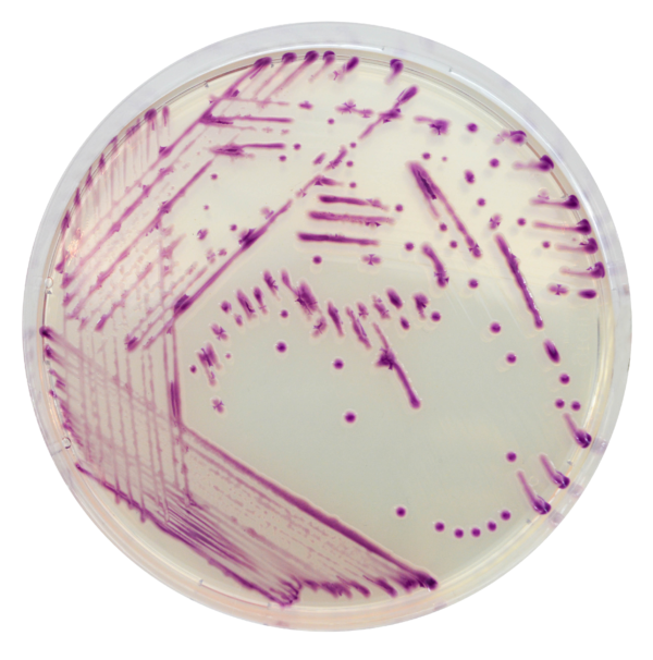 [201439] CHROMagar™ Pasteurella, 20 paruoštų naudoti lėkštelių