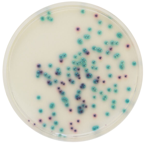 [201480] CHROMagar™ Pseudomonas, 20 kasutusvalmis tassi