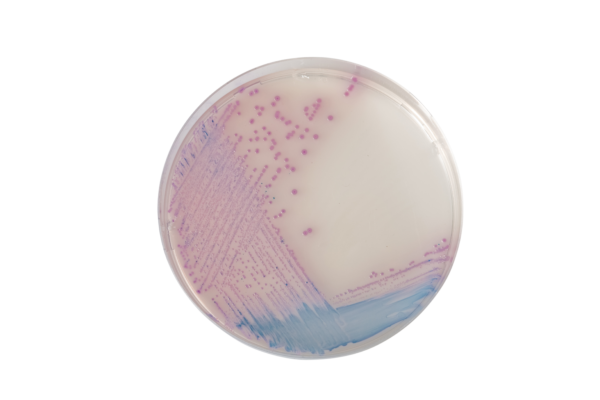 [201420] CHROMagar™ Salmonella, 20 lietošanai gatavas platītes