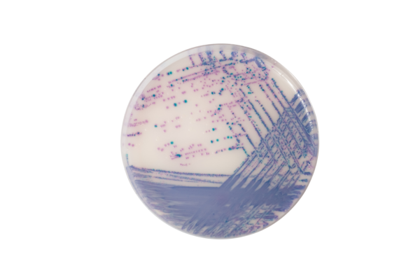 CHROMagar™ Salmonella plus, 20 ready-to-use plates