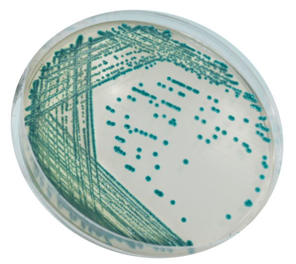 CHROMagar™ Serratia, 20 ready-to-use plates