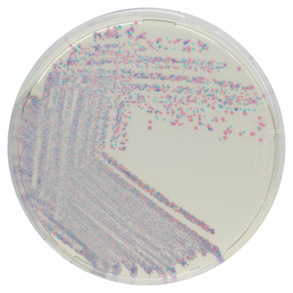 [201427] CHROMagar™ Staphylococcus, 20 paruoštų naudoti lėkštelių