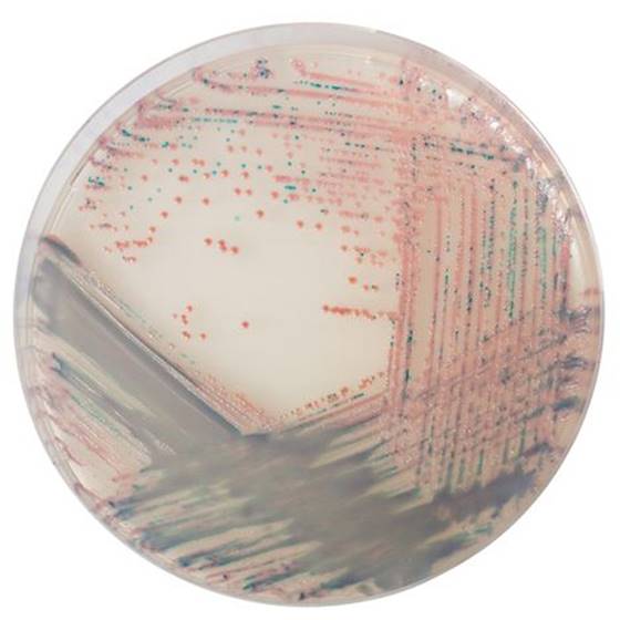 [201404] CHROMagar™ Staph aureus, 20 kasutusvalmis tassi