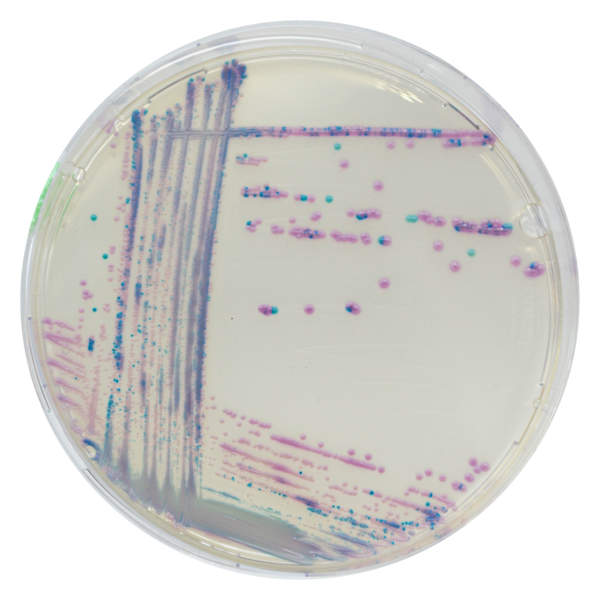 CHROMagar™ Streptococcus, 20 kasutusvalmis tassi