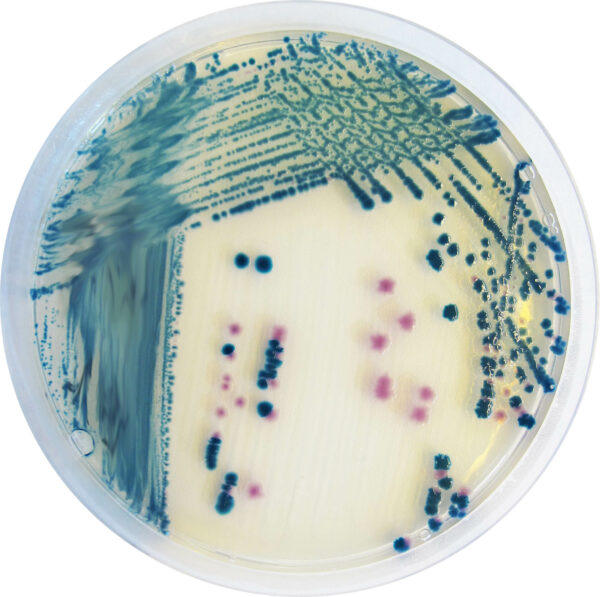 [201484] CHROMagar™ Y.enterocolitica, 20 paruoštų naudoti lėkštelių