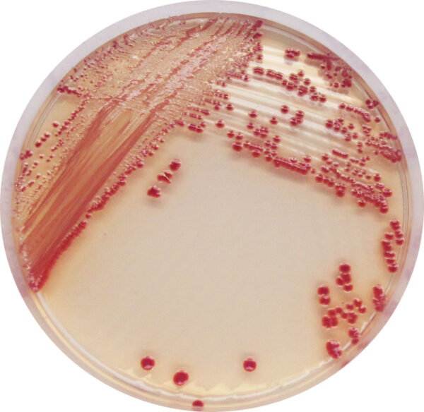 [201482] CHROMagar™ Acinetobacter MDR, 20 paruoštų naudoti lėkštelių