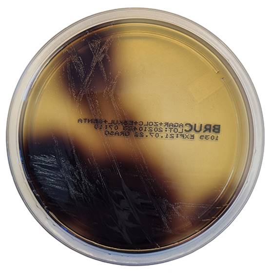 [201070] Bile Esculin Azide Agar (Enterococcosel), 20 lietošanai gatavas platītes