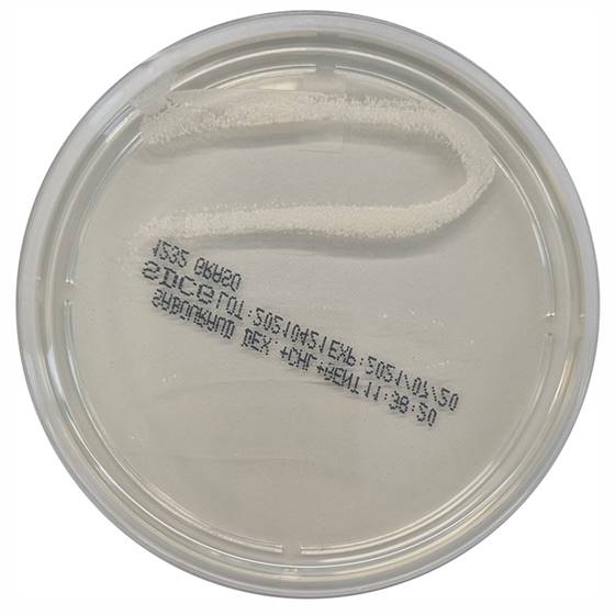 [201231] Sabouraud-Dextrose-Chloramphenicol-Agar, 20 paruoštų naudoti lėkštelių