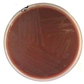 [201080] Chocolate Agar with Poly Vitex, 20 ready-to-use plates