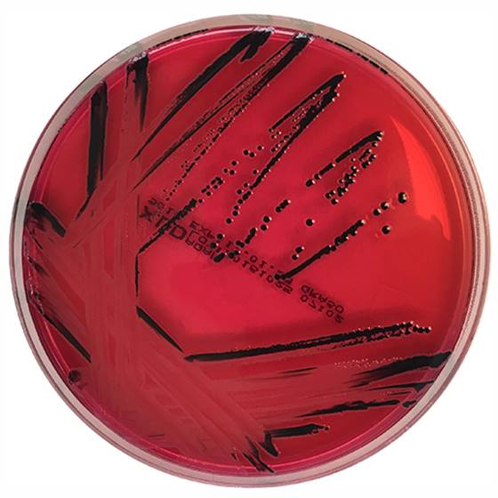 [208013] XLD Agar acc. EN ISO 6579, 20 kasutusvalmis tassi