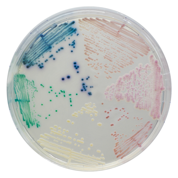 [201400] CHROMagar™ Candida, 20 lietošanai gatavas platītes