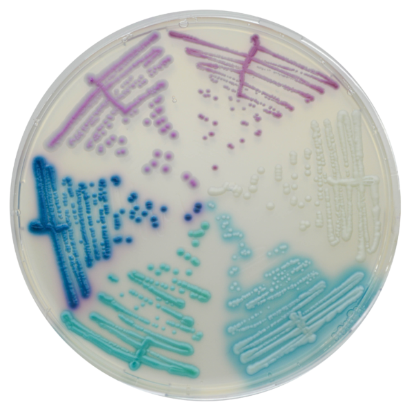 [201406] CHROMagar™ Candida Plus, 20 kasutusvalmis tassi